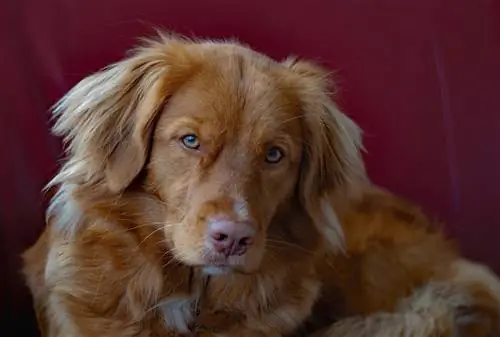 Nova Scotia duck toling retriveris