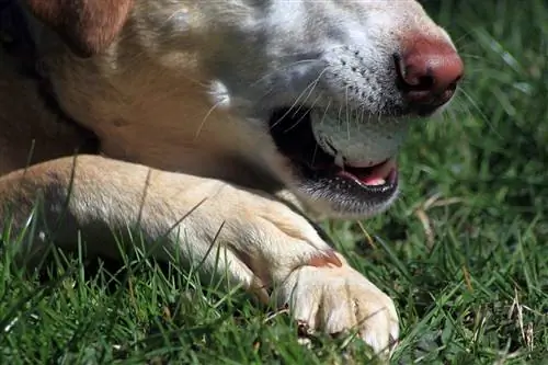 perro mordiendo una pelota de golf