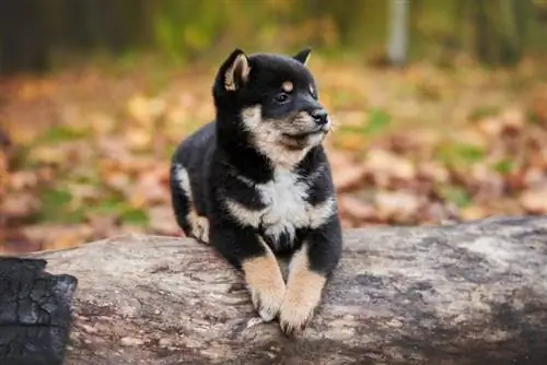 սև և շագանակագույն Shiba Inu լակոտ