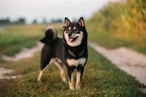 ดำ & Tan Shiba Inu: รูปภาพ, ข้อเท็จจริง & ประวัติศาสตร์