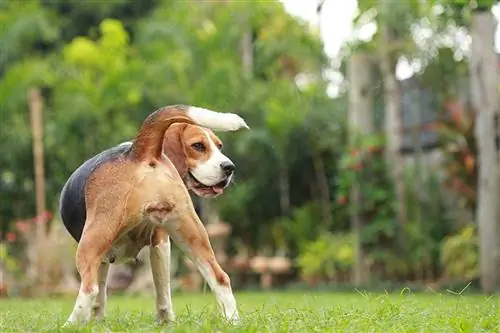 beagle no ciclo estral