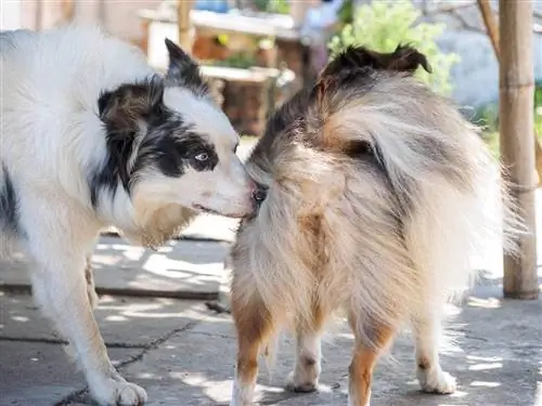 Cane che fiuta il cane in calore