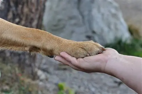 šapa i ruka