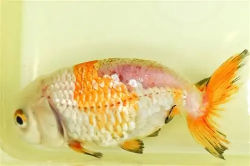 Scales-loss-on-back-of-sick-lionhead-goldfish_Zay-Nyi-Nyi_shutterstock