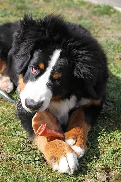 Bernese βουνό τρώει χοιρινό αυτί