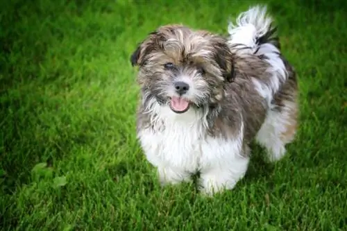 Shih Tzu Bichon Frise mieszaniec szczeniaka