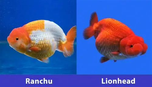 ranchu vs oroszlánfej