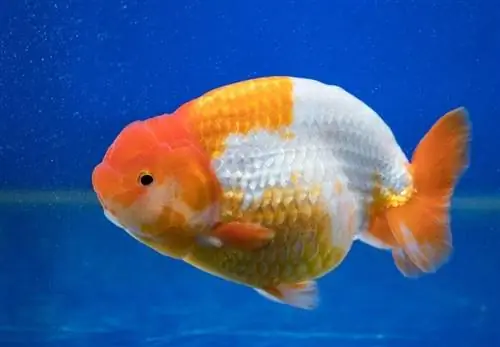 Cantik, Dari, Ranchu, Fancy, Goldfish, Dalam, Segar, Air, Kaca, Tangki