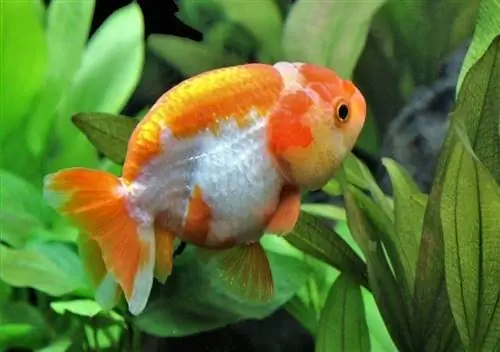 lionhead goldfish_Arunee Rodloy_shutterstock (2)