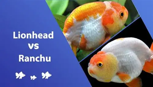 Ranchu vs Peshku i kuq Lionhead: Cili është ndryshimi?