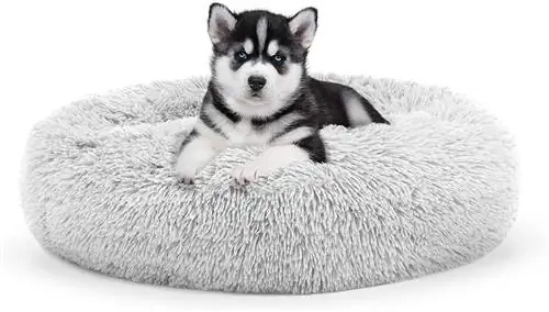 hond in The Dog's Balls Original Sound Sleep Calming Bed