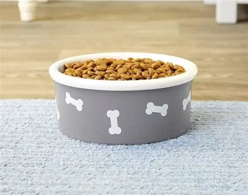 Dog Bowl