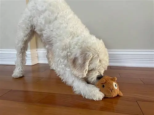 anjing putih bermain dengan mainan pengunyah super kulit kayu