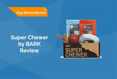 Super Chewer Dog Subscription Box – BARK Review 2023: Jó érték?