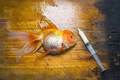 goldfish medicine_sarintra chimpoolsuk_shutterstock