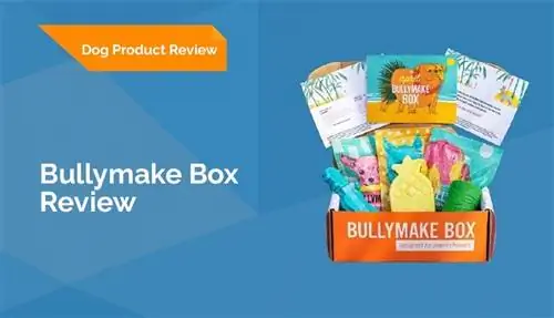 Bullymake Box Review 2023: Pro, Contra & Verdict