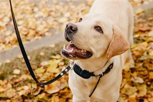 Cane con collare elettrico all'aperto