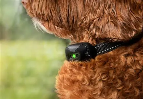 E-Collar vs. Shock Collar para cães: qual é a diferença?