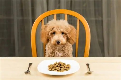 cachorro Poodle entediado e desinteressado_thamKC_shutterstock