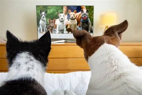 cachorros assistindo tv