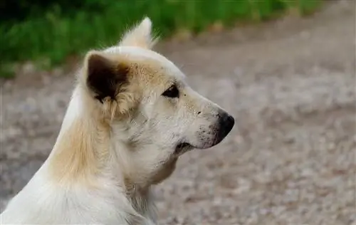 ¿Su perro ha sido picado por una abeja o una avispa? Consejos recomendados por veterinarios & Preguntas frecuentes