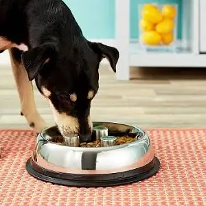 8 Pinakamahusay na Stainless Steel Dog Bowls 2023 – Mga Review & Mga Nangungunang Pinili