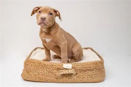 15 Pinakamahusay na Designer Dog Bed Brands ng 2023 – Mga Review & Mga Nangungunang Pinili