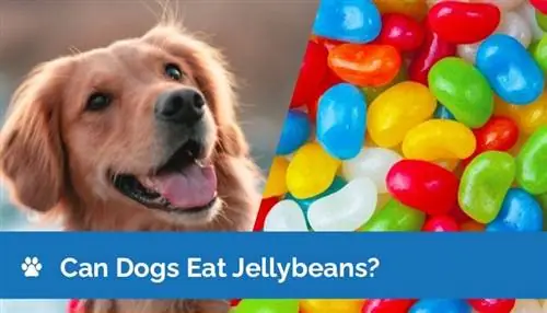 Kan hunde spise Jelly Beans? Fakta & ofte stillede spørgsmål