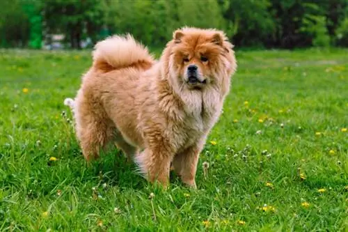 Chow-chow pentru câini frumos în parc