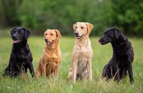 Labradori retriiverid_shutterstock_fotorince