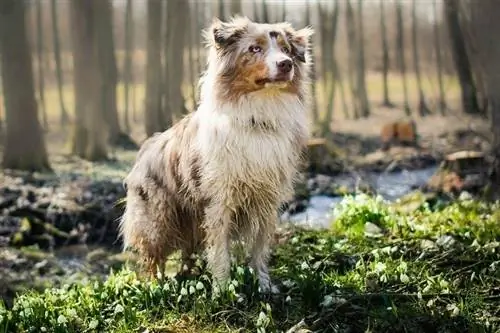 cão pastor australiano