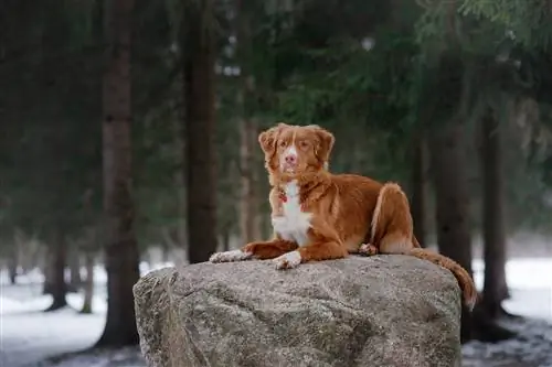 Perro perdiguero de peaje de pato de Nueva Escocia