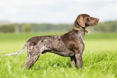 Saksa lühikarvaline pointer osutab