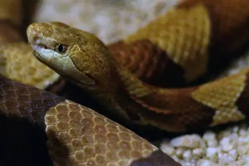 cobra cabeça de cobre