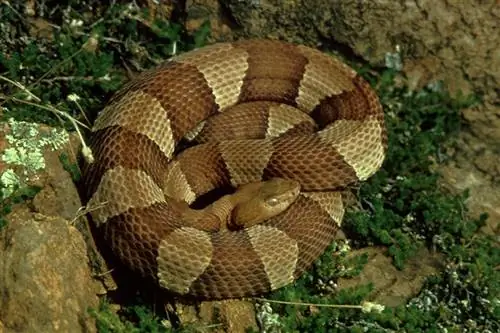 rolo de cobra cabeça de cobre