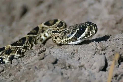 Mossegada de gos per serp de cap de coure? El nostre veterinari ens explica què fer