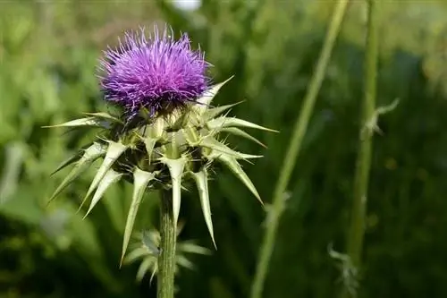 Milk Thistle สำหรับสุนัข: สัตวแพทย์อธิบายถึงประโยชน์และการใช้งาน