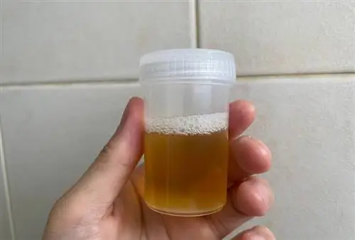 échantillon d'urine de chien