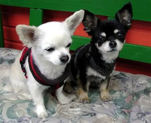 dois chihuahuas