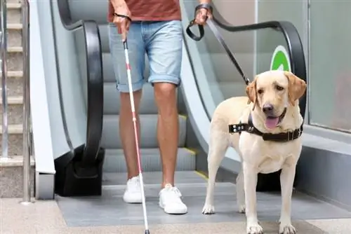 kipofu akiwa na mbwa wa huduma karibu na escalator