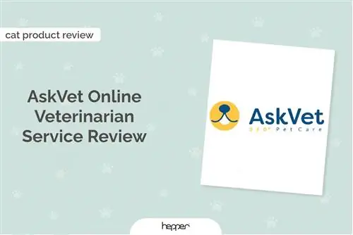 סקירת שירות וטרינר מקוון של AskVet 2023: חוות דעתו של המומחה שלנו