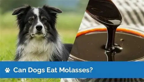 Können Hunde Melasse essen? Typen & Fakten