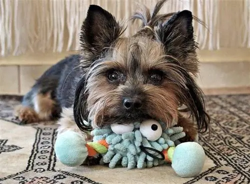 Yorkie mit Spielzeug