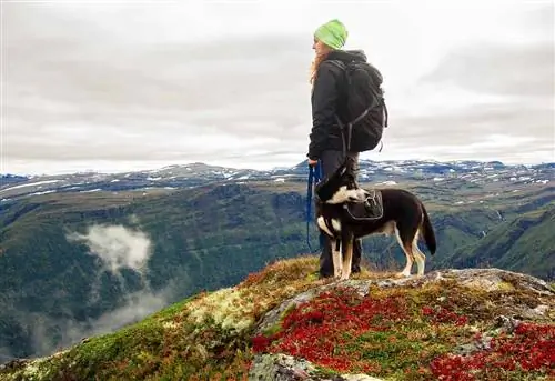 husky vandring med tjej