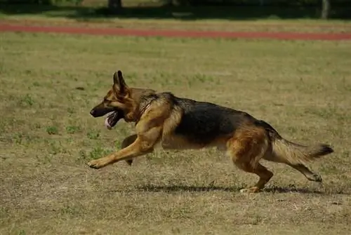 Ein Deutscher Schäferhund läuft auf einer Wiese