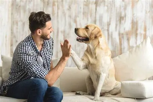 Glücklicher Mann auf Sofa mit Labrador