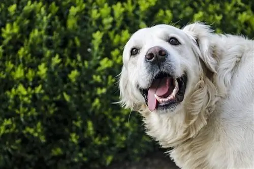 Vad gillar hundar? 25 saker som gör din hund glad