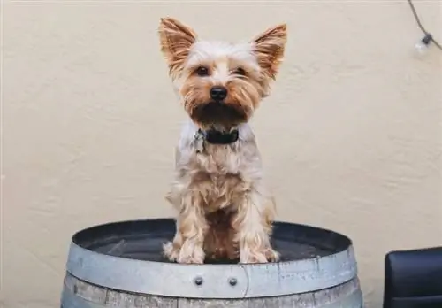 perro en un barril de madera