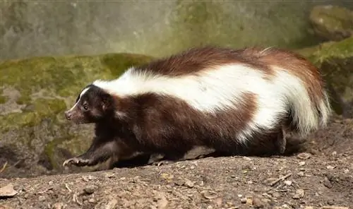 skunksas