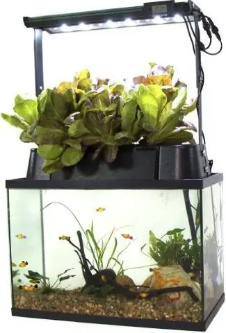 ECO-Cycle Indoor Aquaponics Vrtni sustav